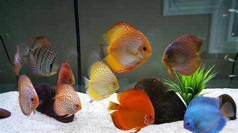 Our 150 Gallon Discus Aquarium | Discus fish, Tropical fish aquarium, Tropical freshwater fish