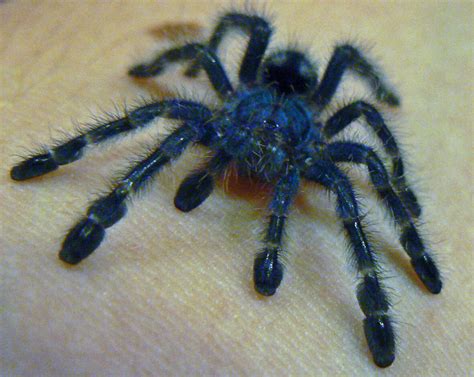 Baby Tarantula by Son-of-Italy on DeviantArt