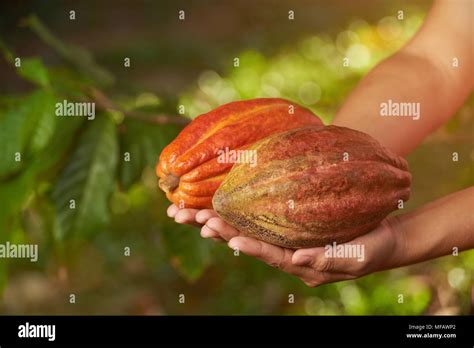 Fresh raw orange color fruits on farmer hands close-up view Stock Photo ...