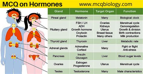 MCQ on Animal Hormones (The Endocrine System)