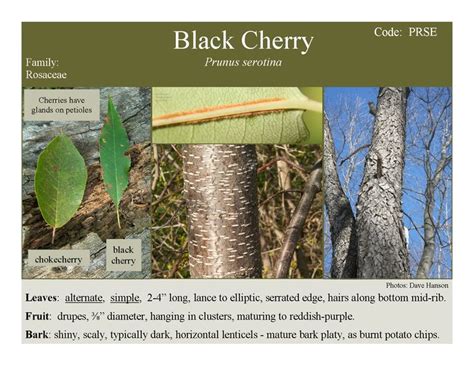 The very hardy, fast-growing, prolific cherry for wildlife. | Black cherry tree, Tree ...