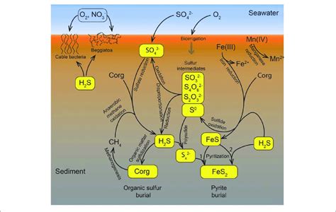 Sulfur Cycle Animation