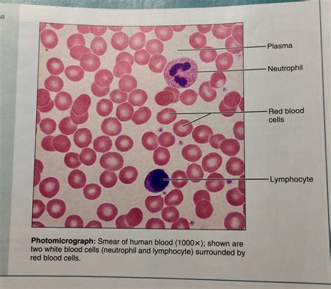 Blood (connective tissue) Diagram | Quizlet