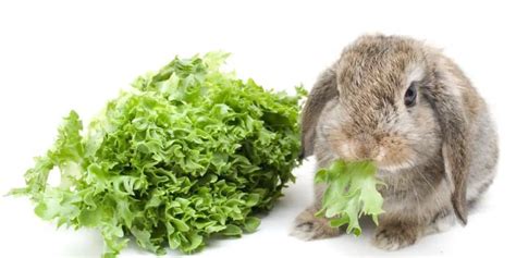 What’s The Best Type Of Lettuce For Rabbits? | Hutch and Cage