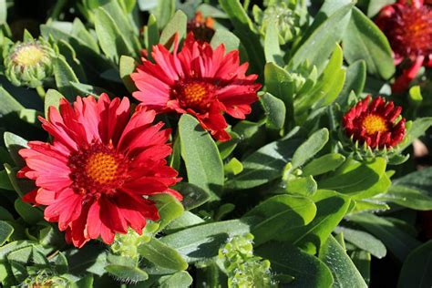 Gaillardia x grandiflora 'Celebration' | Native Sons Wholesale Nursery