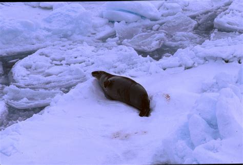 Weddell Sea Antarctica