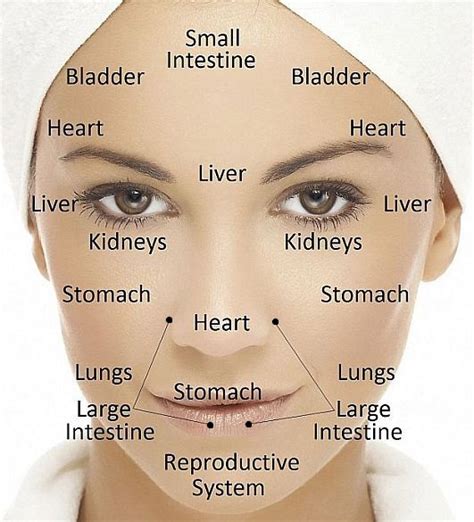 Chinese Face Reading Chart | LEARNANDBLOOM