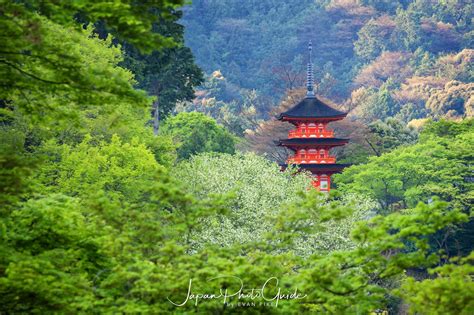 2018 Cherry Blossom Photo Tour of Japan | Kyoto | Japan Photo Guide