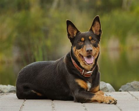 16 Fascinating Facts About Australian Kelpie - Facts.net