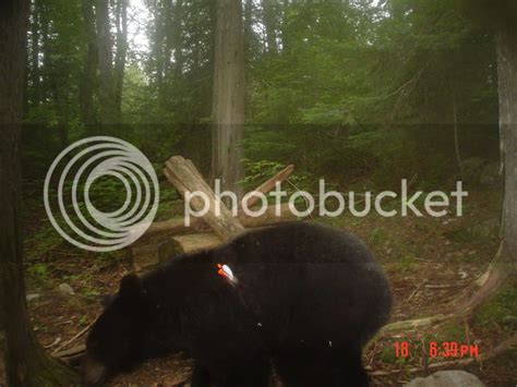 Cool trail cam bear pic... | Archery Addix