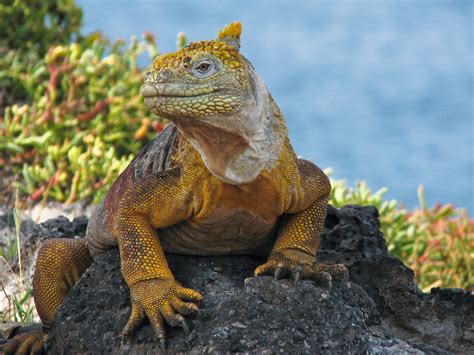 Giant Iguana Galapagos