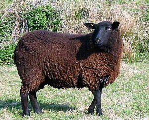 Black Welsh Mountain Sheep - Coloured Sheep Breeders