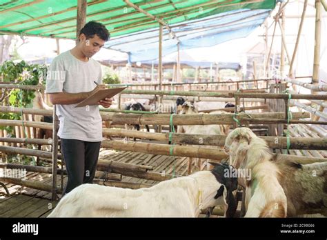 farmer animal worker at his traditional farm looking and checking for the goat's health Stock ...