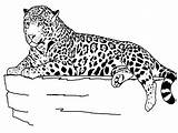 Jaguar Coloring Pages  Best For Kids sketch template
