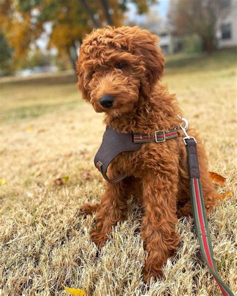 Brittany Spaniel Mixes: 21 Beautiful Crossbreeds