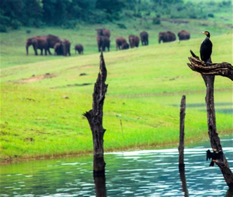 Wildlife in Kerala | Wildlife Sanctuaries in India |Adventure Travel