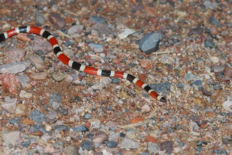 Arizona Coral Snake (Micruroides euryxanthus) | Flickr - Photo Sharing!