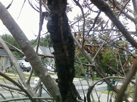 Black knot disease? on choke cherry tree – PlantDOC