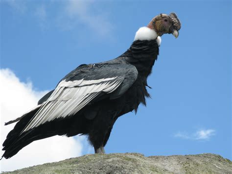 El condor, majestuosa ave andina...... - Taringa!