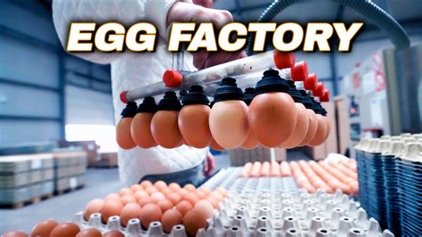 Egg Production Farm - What's Inside An Egg | Egg Factory - YouTube