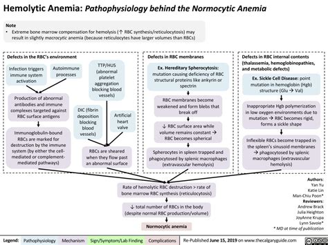 Hemolytic Anemia – Pathophysiology | Calgary Guide