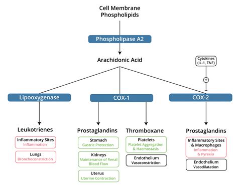 Can you draw the arachidonic acid pathway? | theguidewire