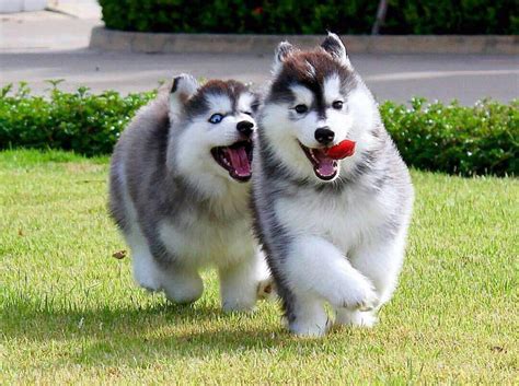 Nguồn gốc giống chó tuyết Alaska Malamute