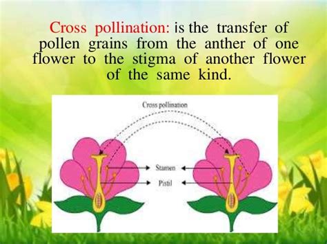 Self pollination & cross pollination