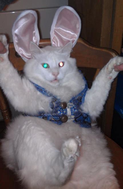 20 Animals That Absolutely Hate Their Halloween Costumes | Pleated Jeans