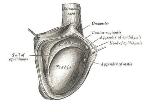 Testicule - La vascularisation du testicule