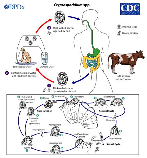 CDC - DPDx - Cryptosporidiosis