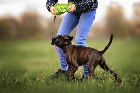 The Best Boxer Dog Training Advice You'll Ever Get (10 Tips That ...