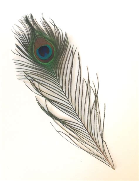 Individual Peacock Feathers | PDA Card & Craft