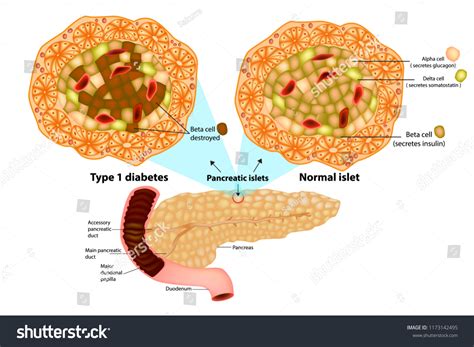 241 Islets Of Langerhans Bilder, Stockfotos und Vektorgrafiken ...