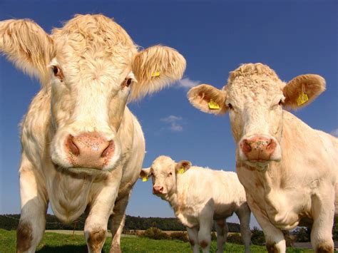 Study: Happy Cows Make Better Milk | Sci.News