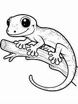 Lizards Coloring Pages And Printable Activities sketch template
