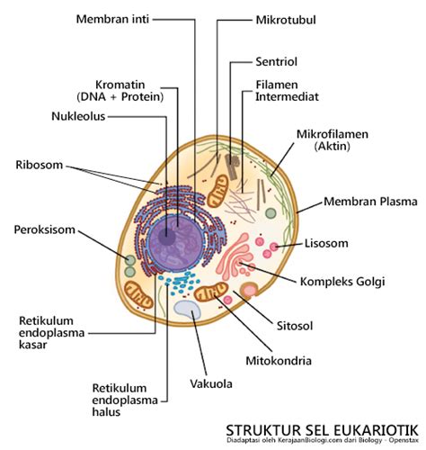 Perbandingan Sel Prokariotik dengan Eukariotik (Tabel & Gambar)