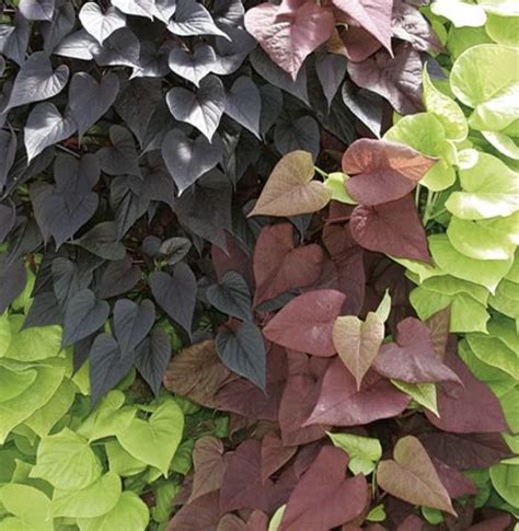 Sweet Potato Vine Plant Guide - The Best Bake