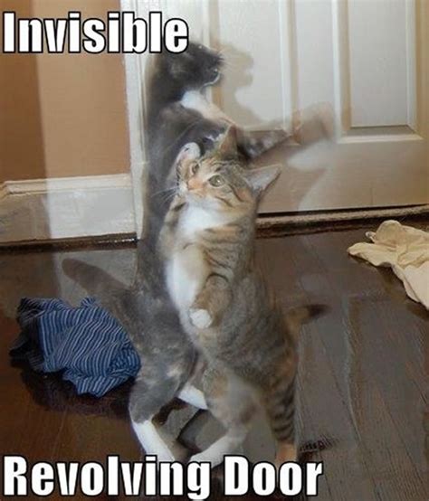 17 Of The Best Invisible Cat Pictures