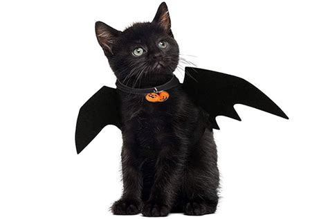 Bat-cat-costume - PetMoneySaver