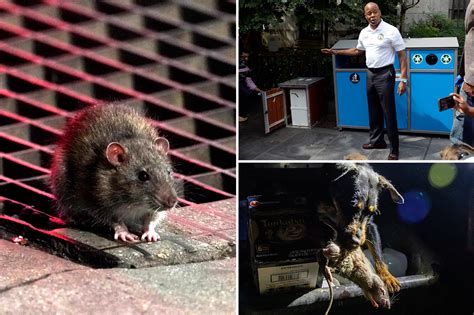 NYC has a big rat problem — and it's not doing enough