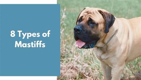 8 Types of Mastiffs [All You Need to Know] - AnimalFate