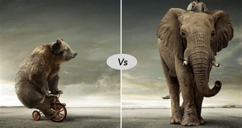 Bear vs Elephant fight comparison- who will win?