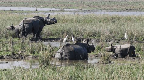 Assam's Pobitora Wildlife Sanctuary reopens for tourists