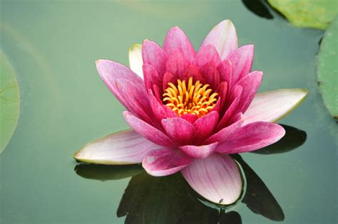 Lotus Flower