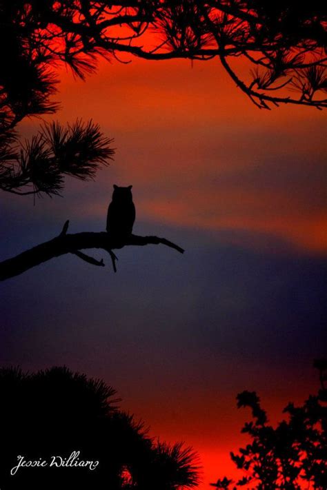 owl silhouette sunrise sun set new olw by Abraphotodabra | Night scenery, Owl silhouette, Night ...