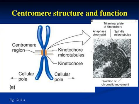 PPT - The nucleosome: the fundamental unit of chromosomal packaging of ...