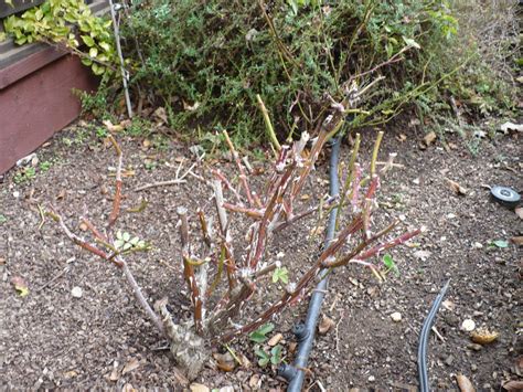 Lois Miller's Greenspeak: Rose Pruning