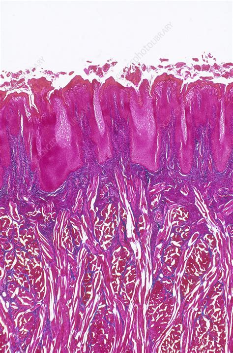 Fungiform Papillae Histology