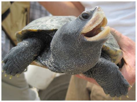 2011 Annual Report on the Terrapin Education and Conservation Project ...